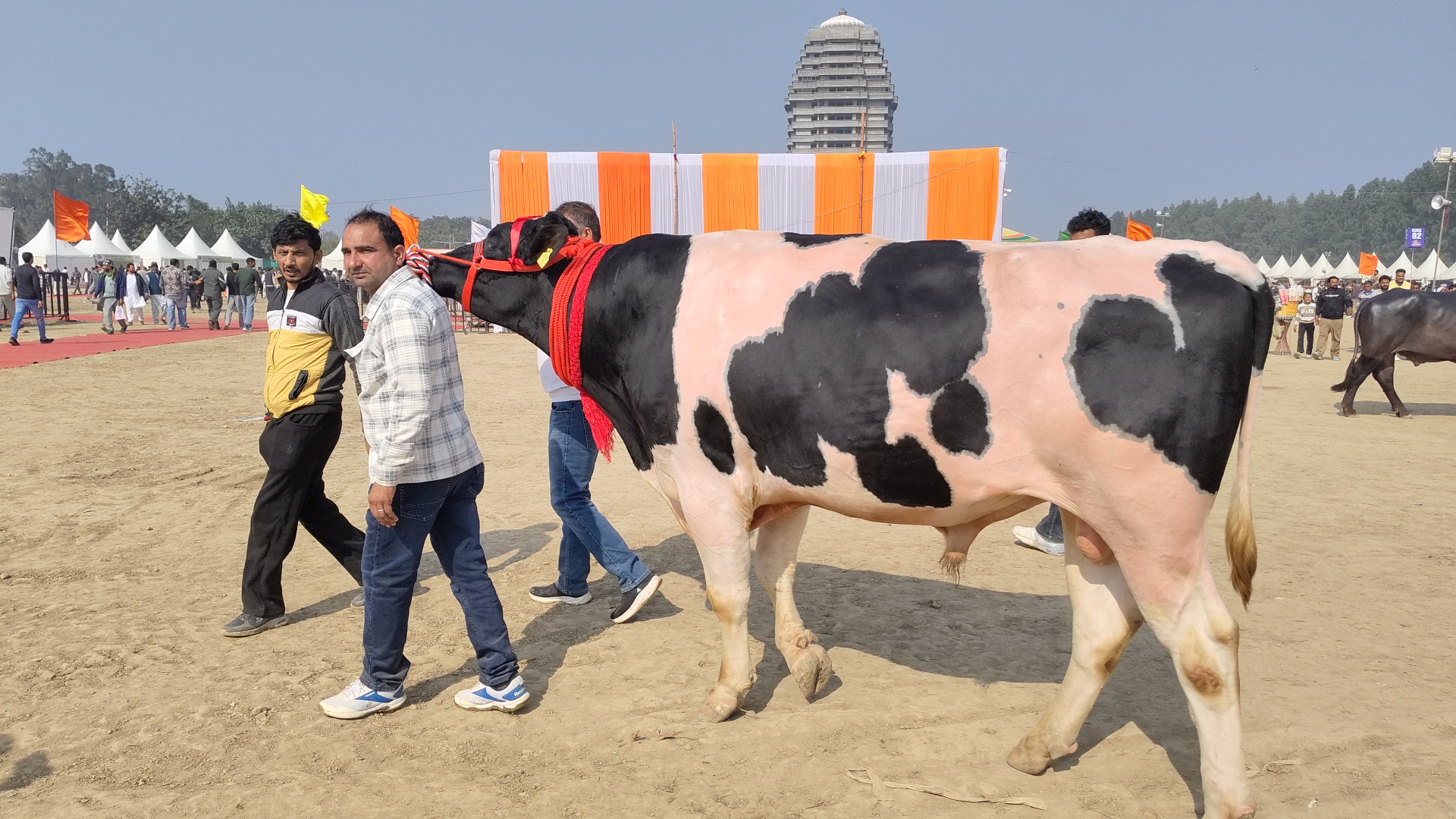 Bulls from Kaithal and Ambala dominated the Kurukshetra cattle fair with an 1800 kg bull becoming the centre of attraction
