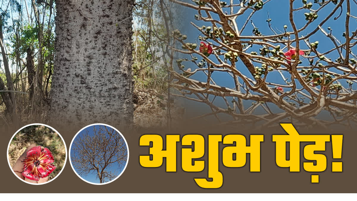 Malwa Holika Dahan Semal Tree Wood