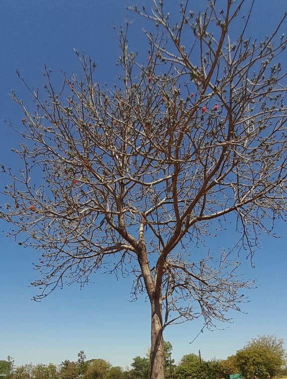 holika dahan Semal Wood Bombax