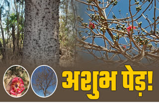 Malwa Holika Dahan Semal Tree Wood