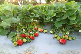 strawberry farming in barwani