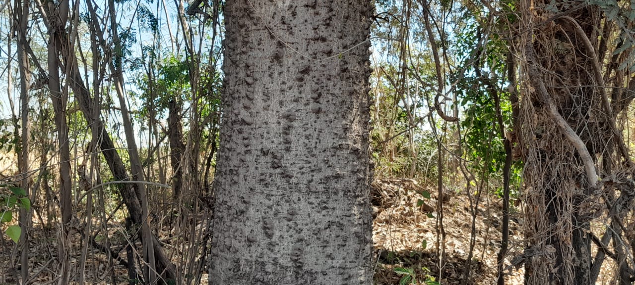 Semal Tree For holika dahan