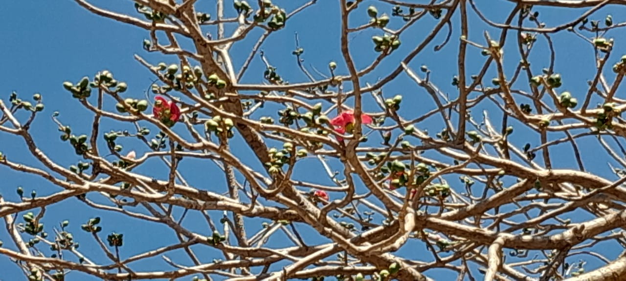 mandsaur holi traditional wood