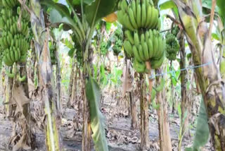 BARWANI BANANA EXPORTS