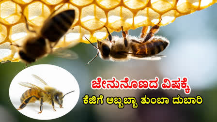 BEE VENOM COST  COSTLY VENOM  BEE VENOM  ಜೇನುನೊಣದ ವಿಷ ತುಂಬಾ ದುಬಾರಿ