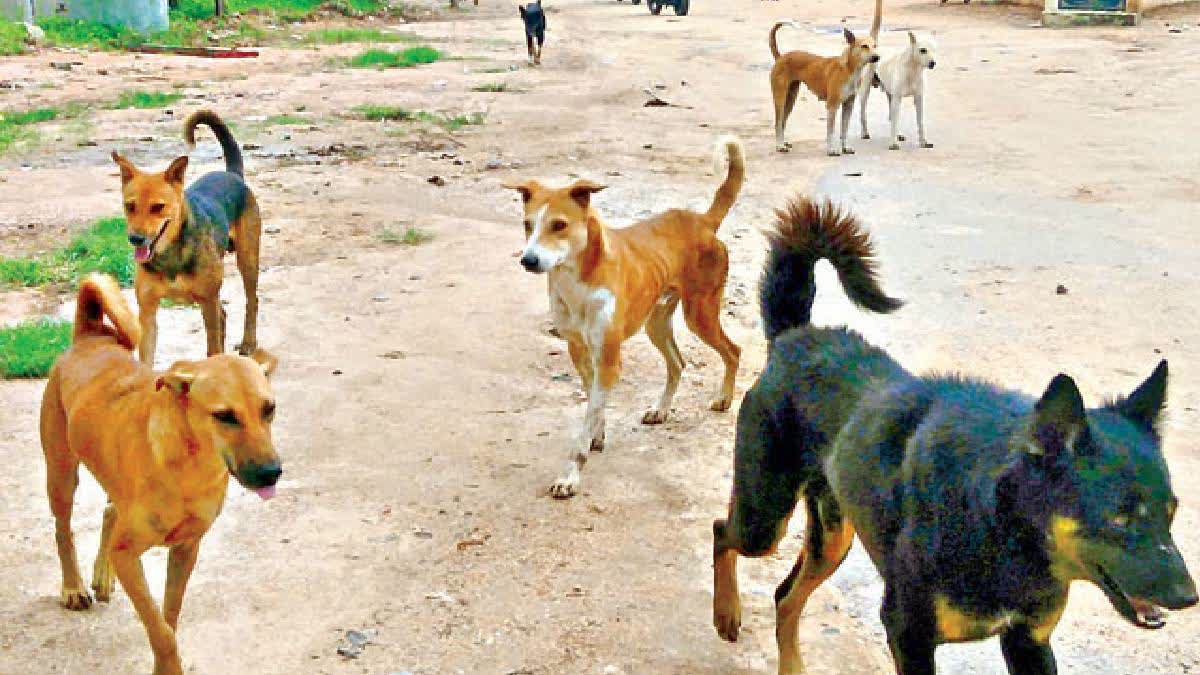 4-Yr-Old Boy Mauled To Death By Stray Dog In Andhra Pradesh, Parents ...