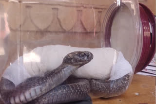 snake catcher saved cobra life