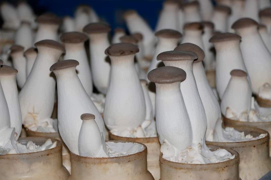 Fun In Fungus: Uttar Pradesh's Nisha Niranjan Builds Mushroom Empire Of Rs 15 Crore, Empowers 10,000 Farmers