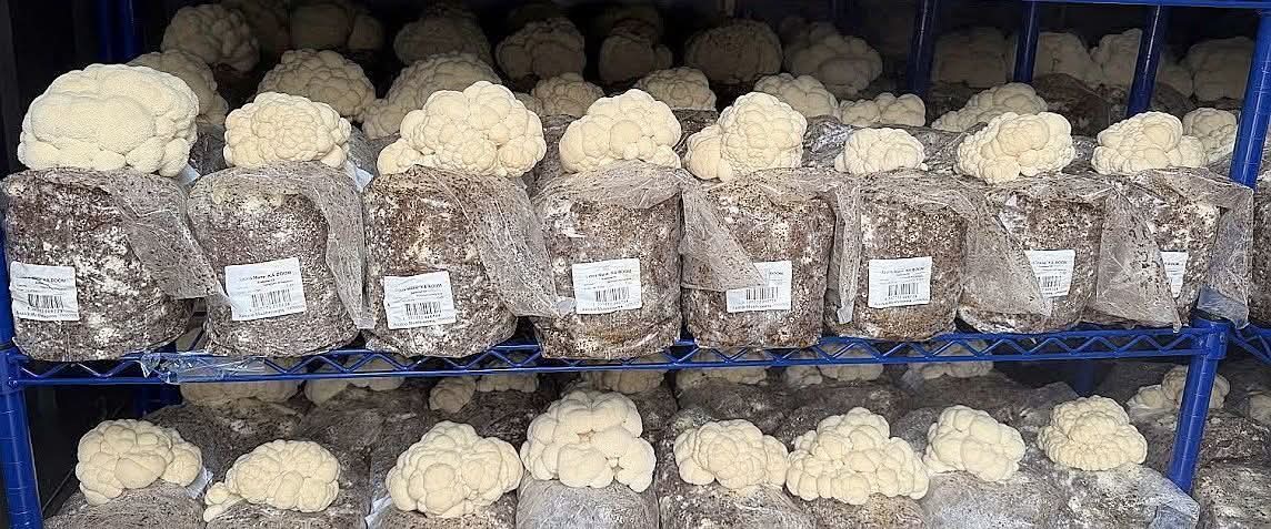 Fun In Fungus: Uttar Pradesh's Nisha Niranjan Builds Mushroom Empire Of Rs 15 Crore, Empowers 10,000 Farmers