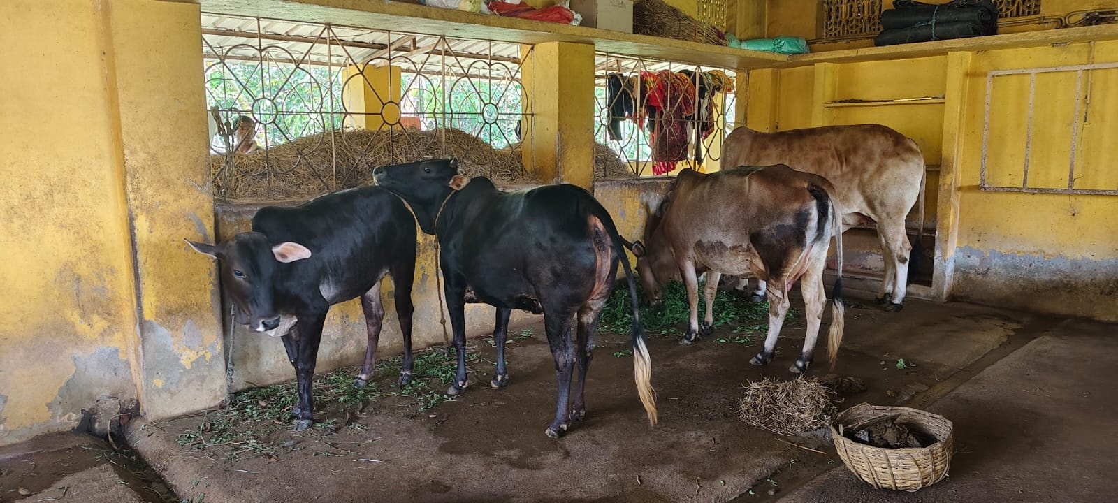 LPG Crisis Pushes Odisha Villages Back To Biogas As Families Revive Gobar Gas Plants