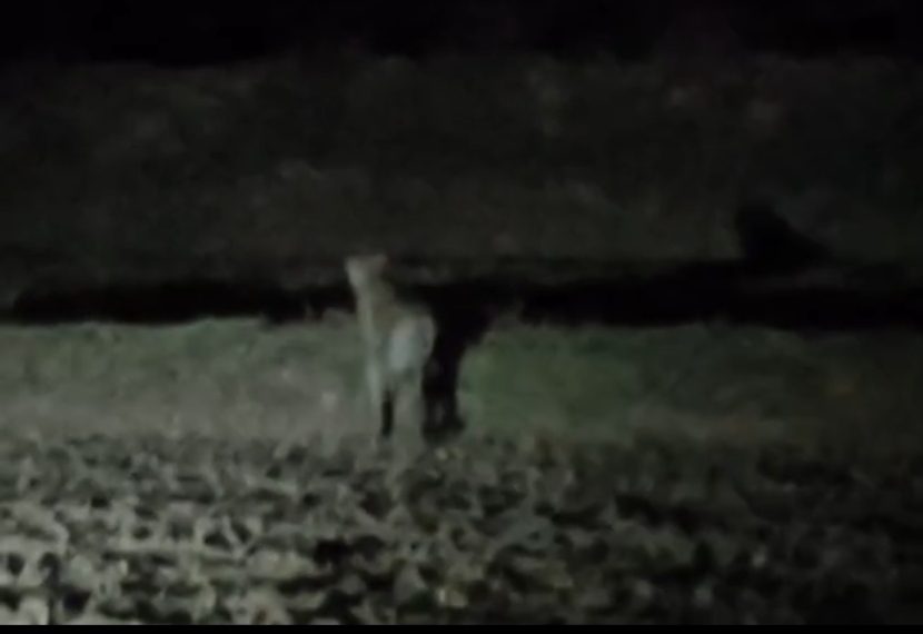 Cheetah From Kuno National Park Puts Rajasthan Forest Team On High Alert