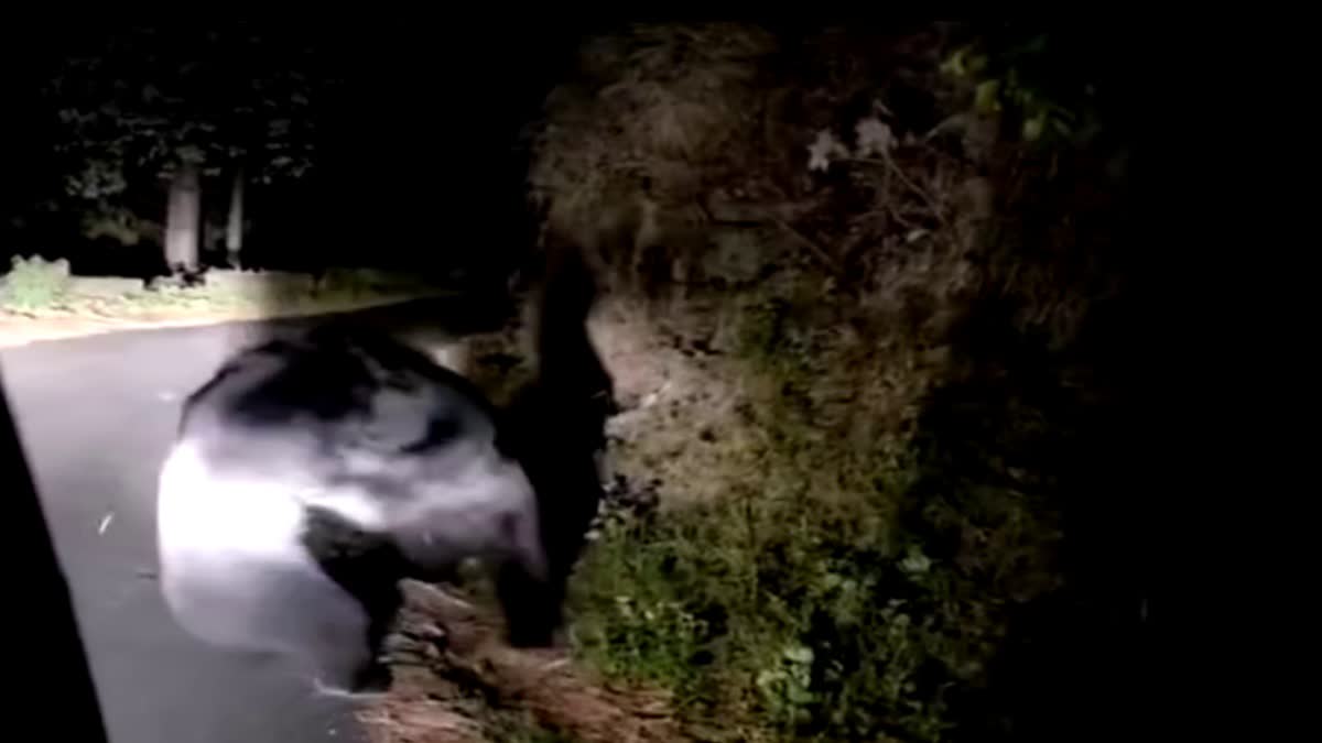 Pithoragarh Bear Fight