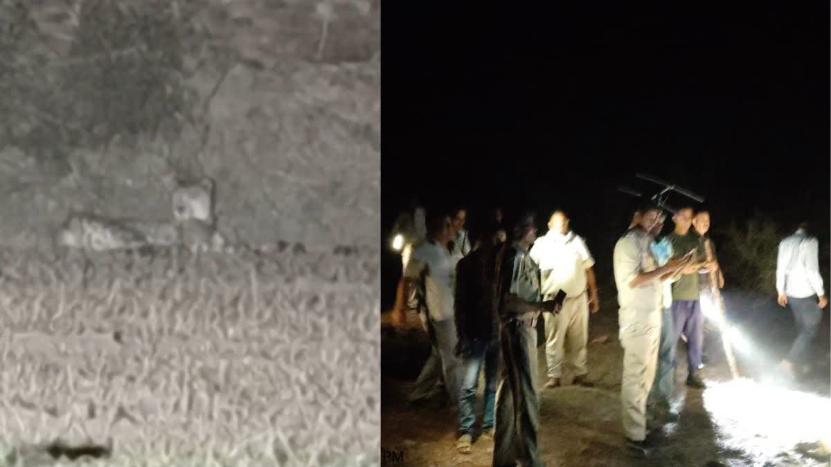 Cheetah From Kuno National Park Puts Rajasthan Forest Team On High Alert