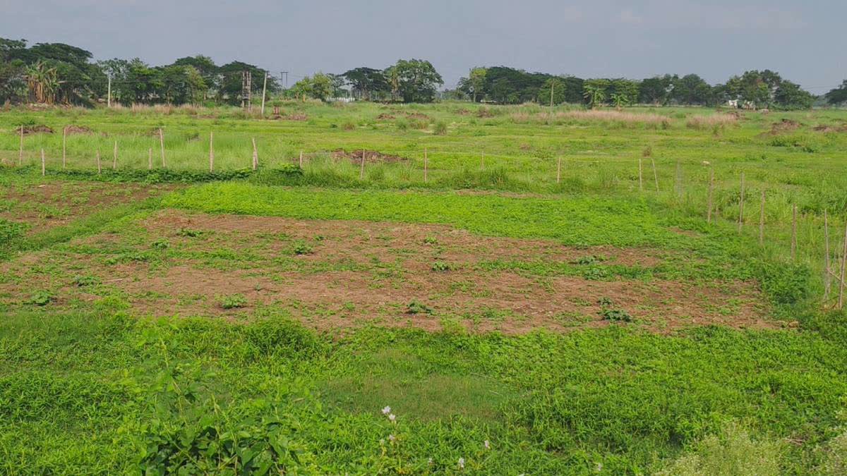 The abandoned land after Tata left its project in Singur midway.