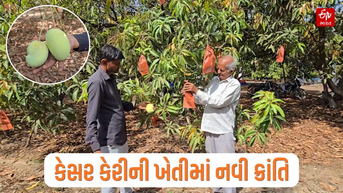 તાલાલામાં કેસર કેરીની ખેતીમાં નવી ક્રાંતિ
