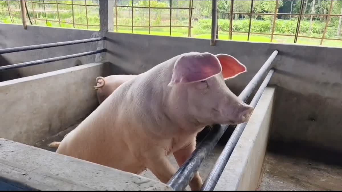 Pig farming in Assam
