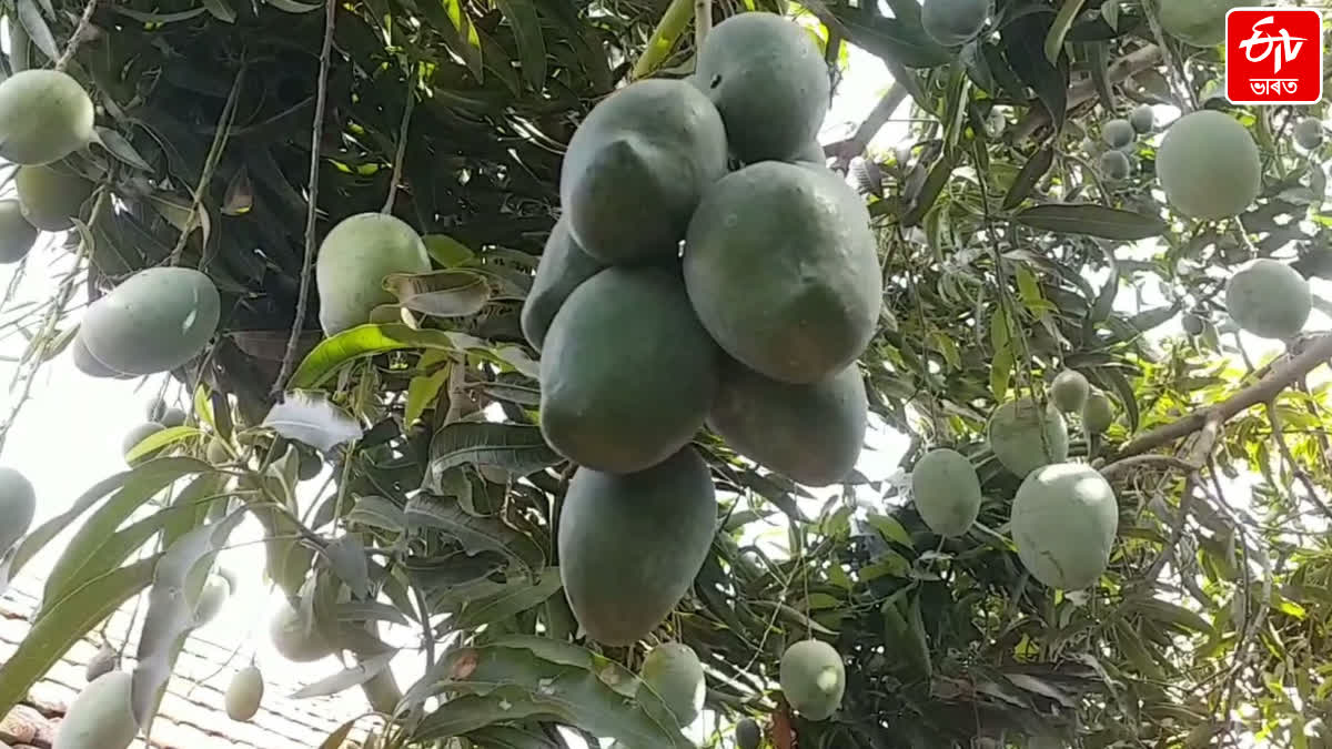 wonders of mango world