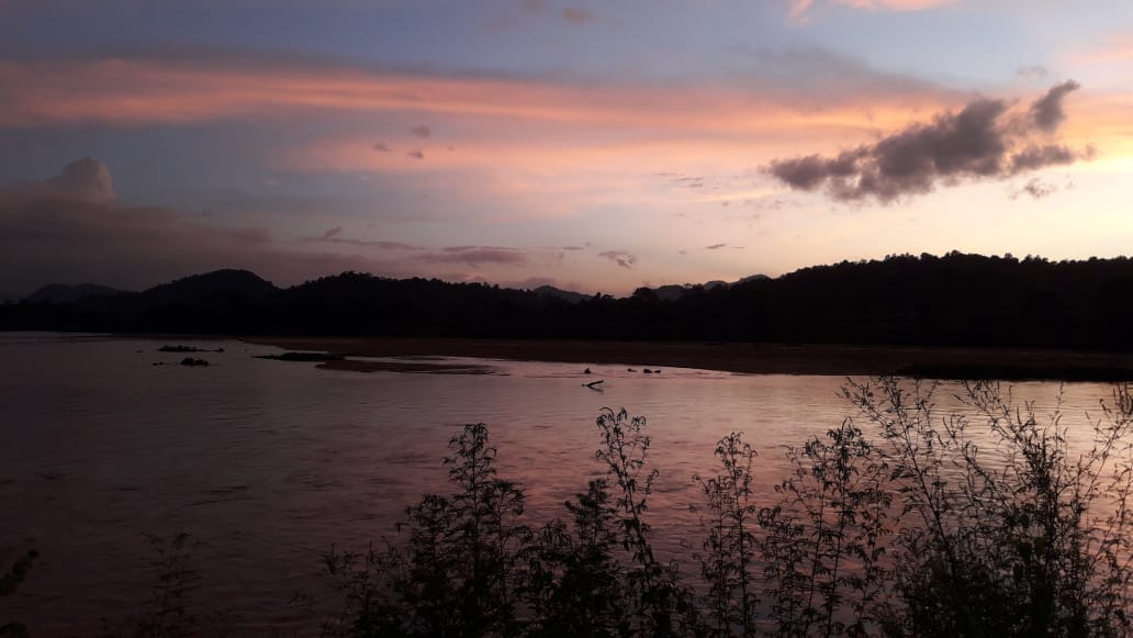 save dolphin population