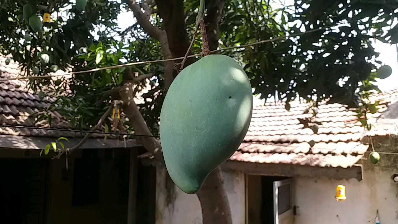 wonders of mango world