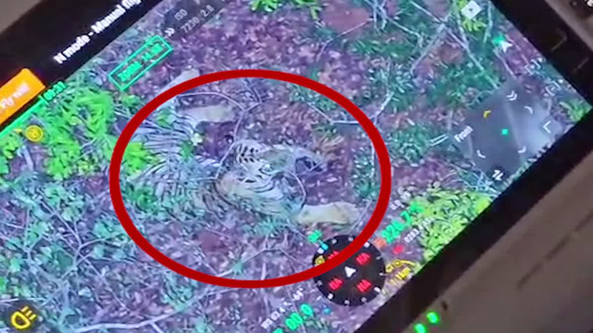 Tiger Spotted at Devipatnam Hills Polavaram District