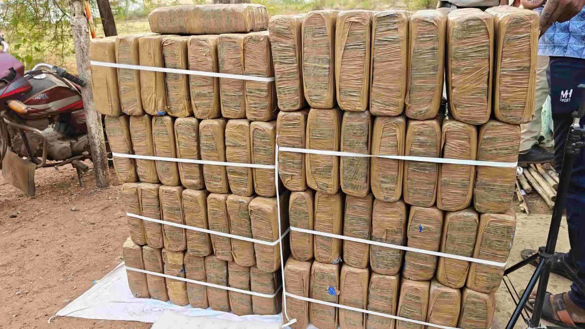 Major crackdown by Dhamtari police on cannabis smugglers