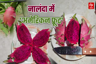 NALANDA DRAGON FRUIT FARMING