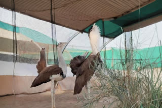 Great Indian Bustard.