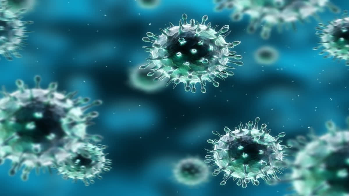 Kerala Culls 310 Pigs To Contain African Swine Fever Outbreak Representational Image