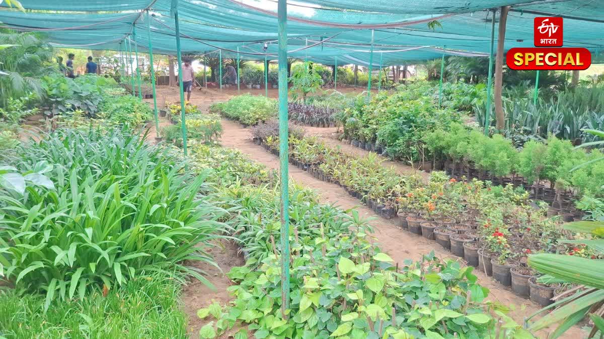 Nursery of Pushkar