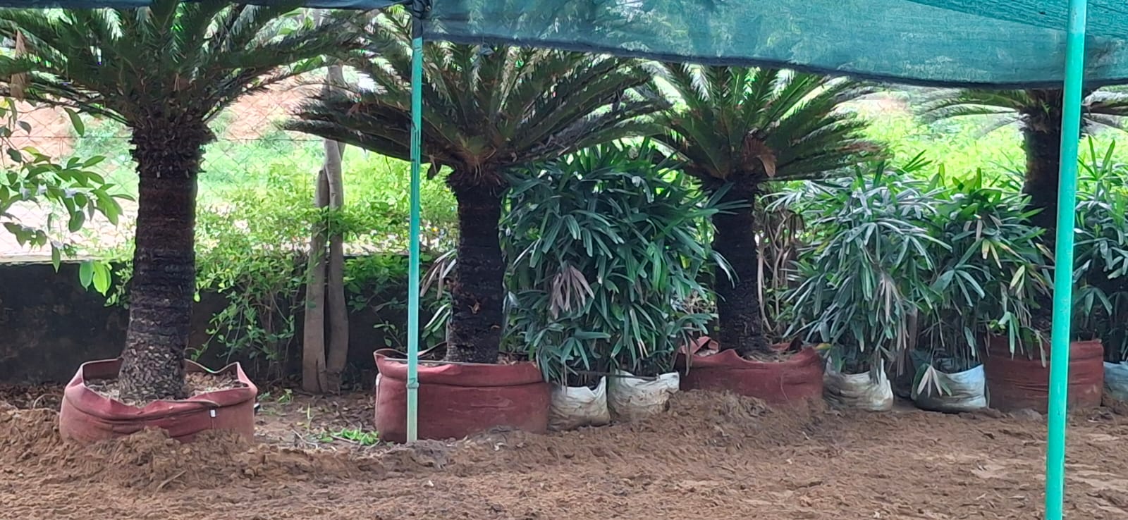 Palms tree in nursery
