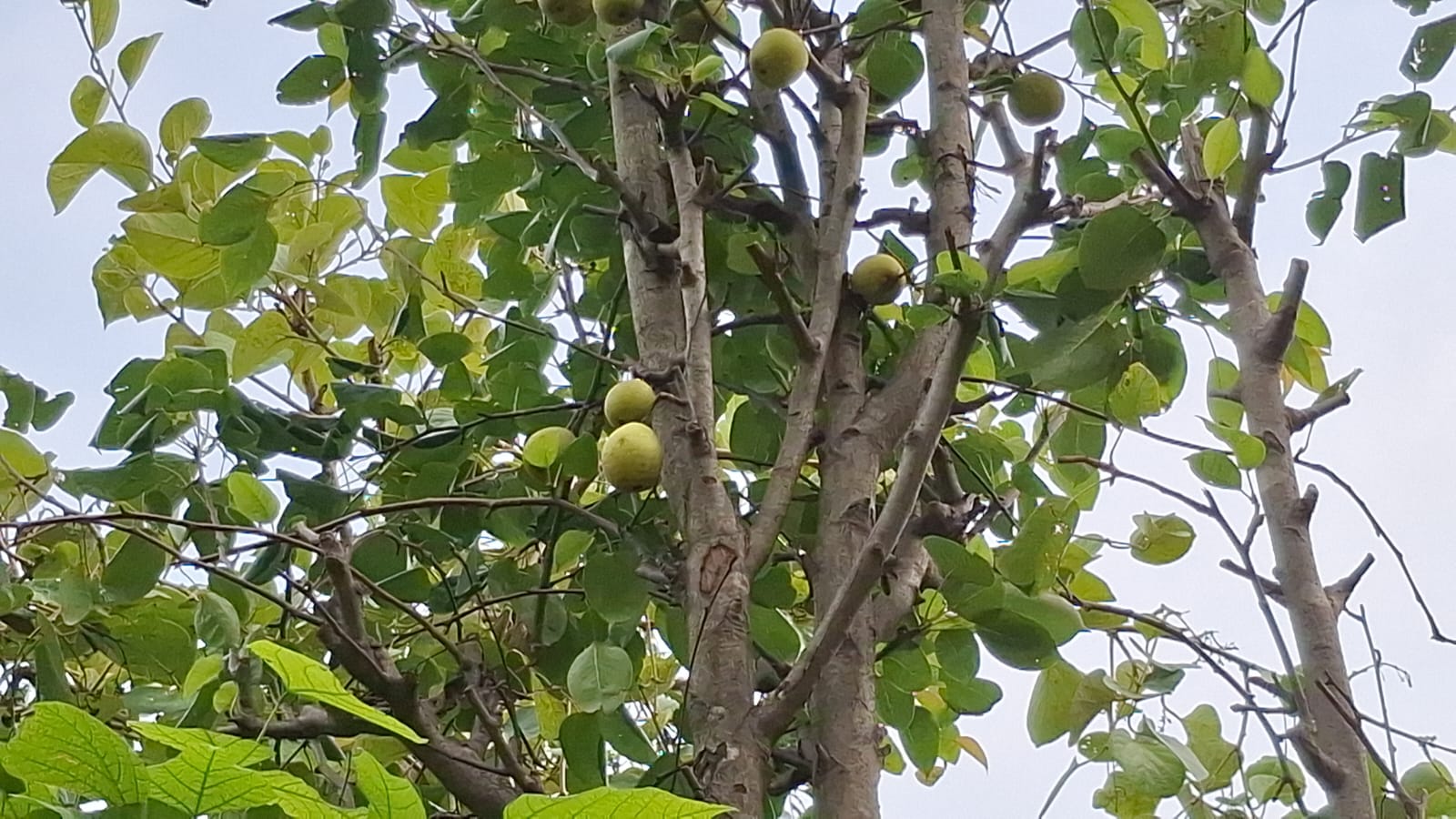 Fruit plants planted in nursery