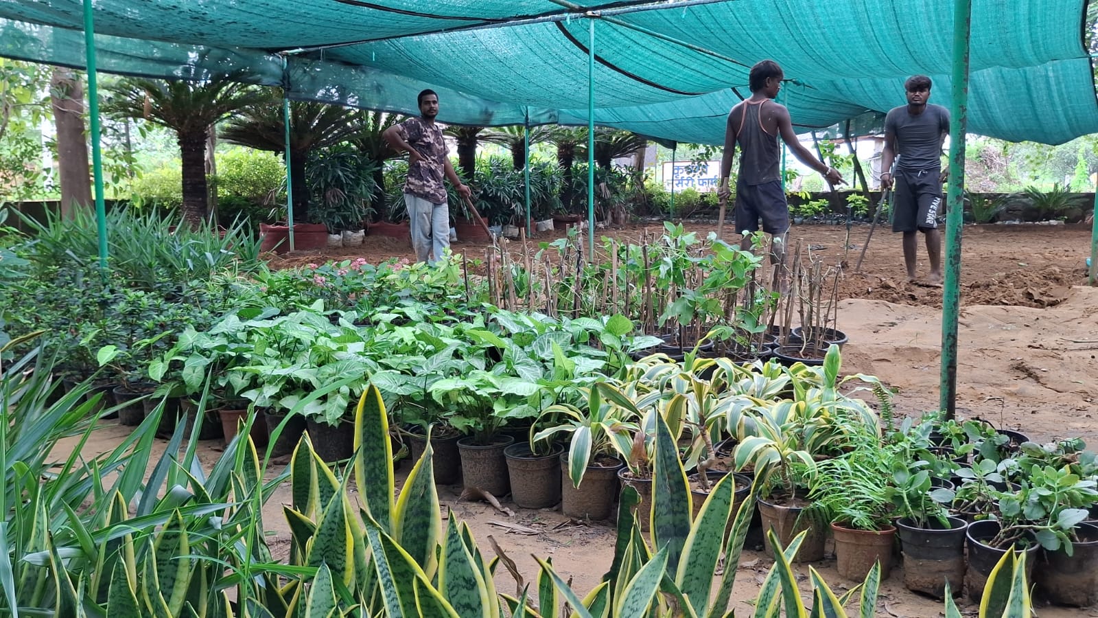 Workers preparing plants in the nursery