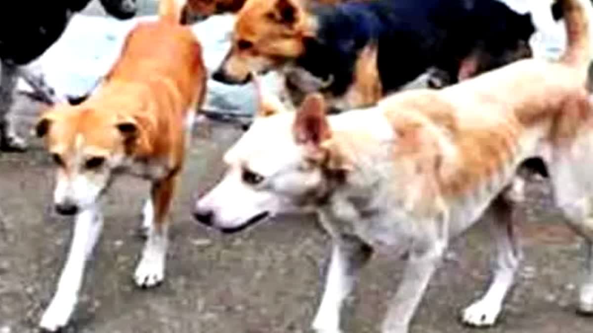 DEHRADUN DOG OWNERS FIGHT