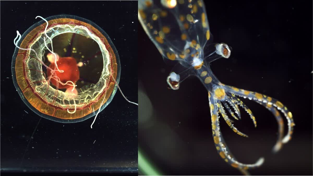 Scientists discovered 31 unknown marine species
