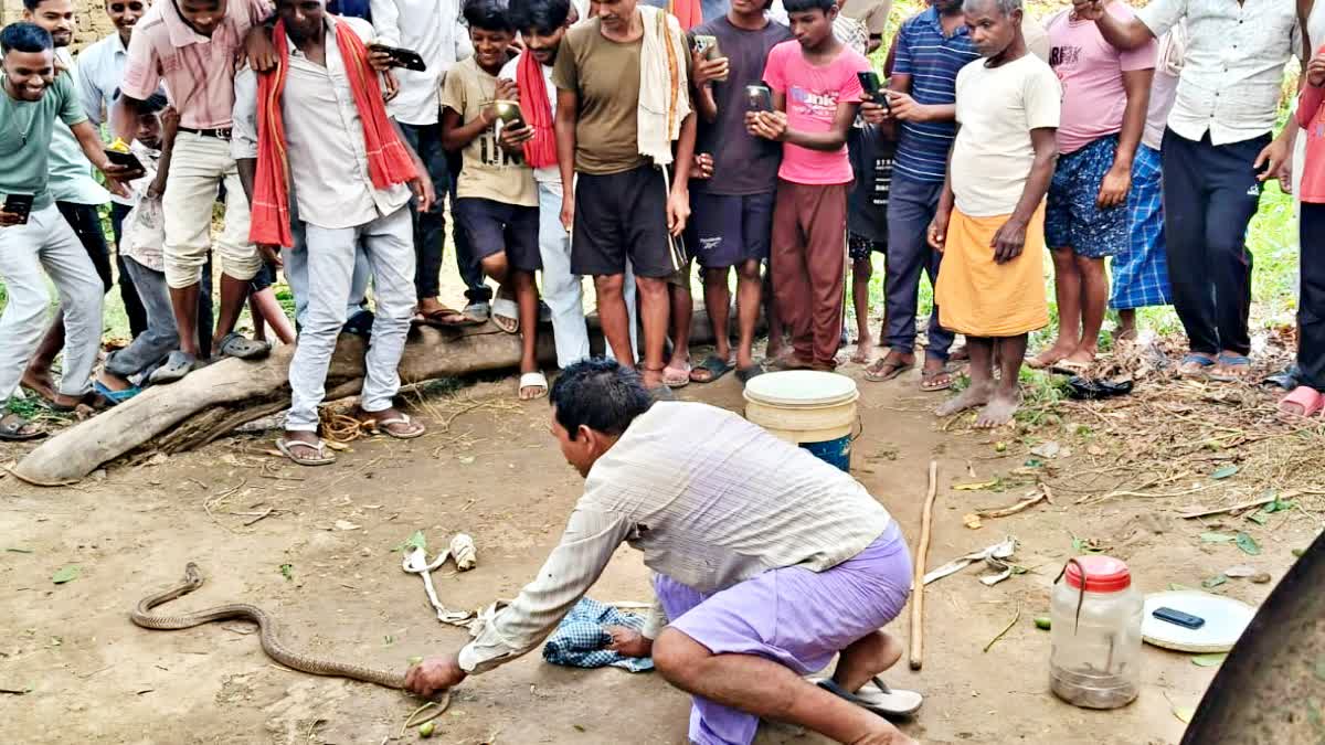 venomous snakes in Patna