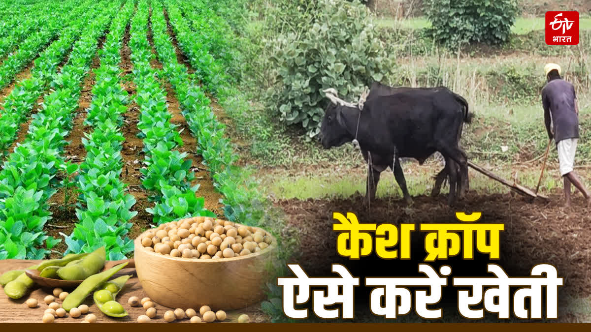 SOYBEAN CULTIVATION RAINY SEASON