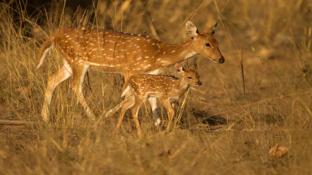 BANDHAVGARH ACTION ON YONG MAN