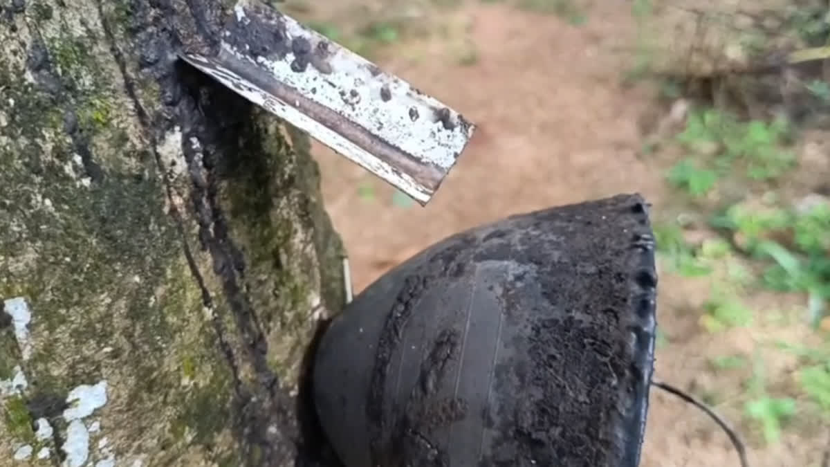 RUBBER PRICE  RSS 4 RUBER  RUBBER FARMERS  RECORD HIKE IN RUBBER PRICE