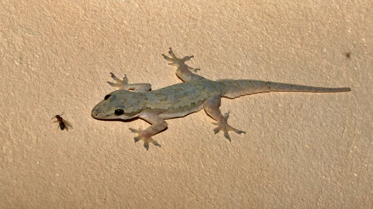 Remove Lizards from Home