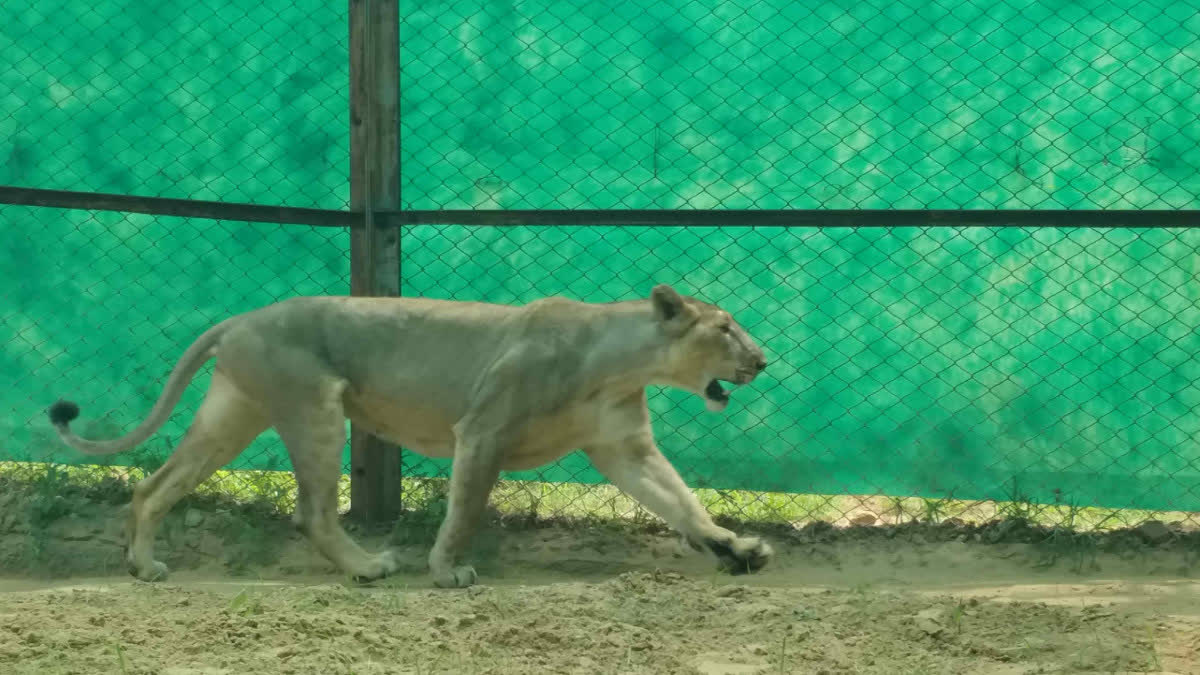 Death of the tigress Tara's cub