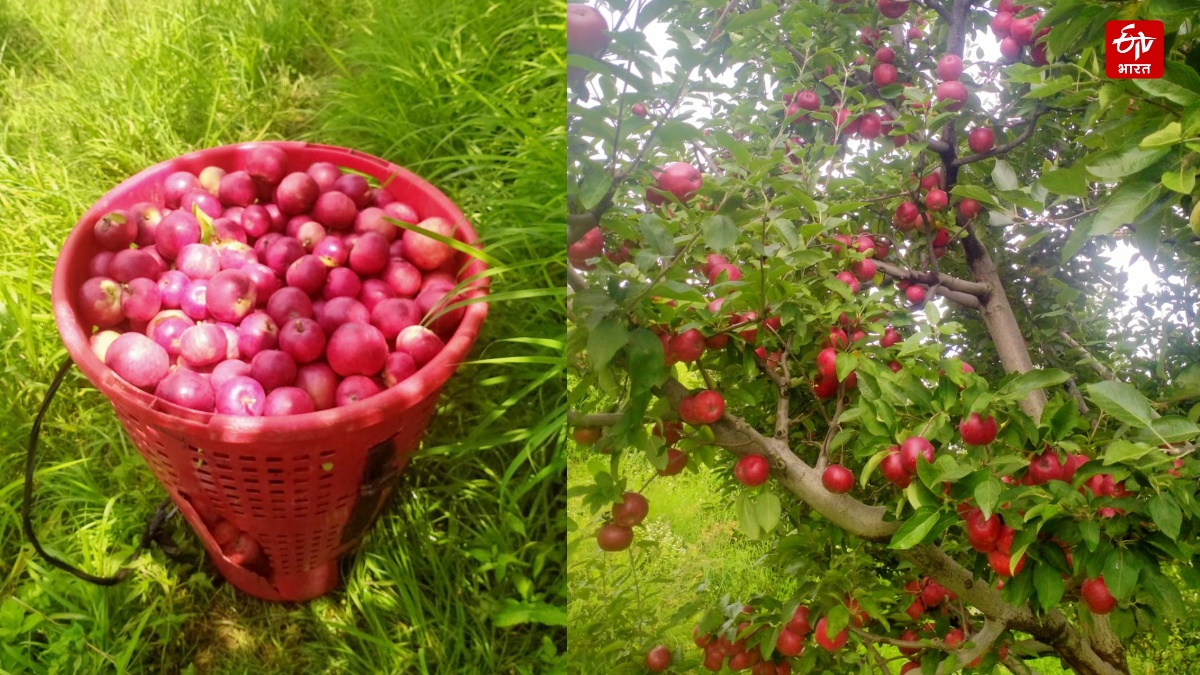 HIMACHAL APPLE PRODUCTION