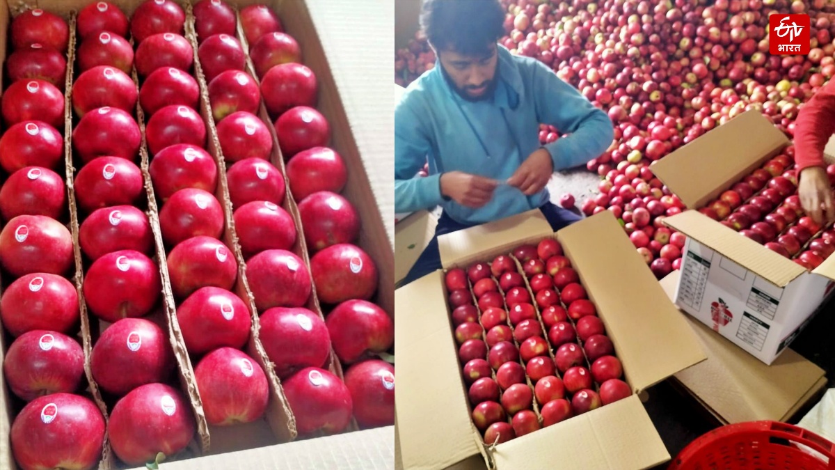HIMACHAL APPLE PRODUCTION