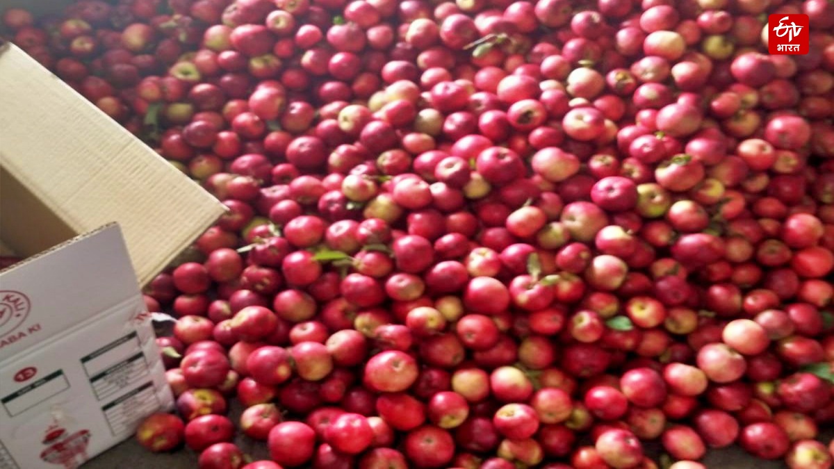 HIMACHAL APPLE PRODUCTION
