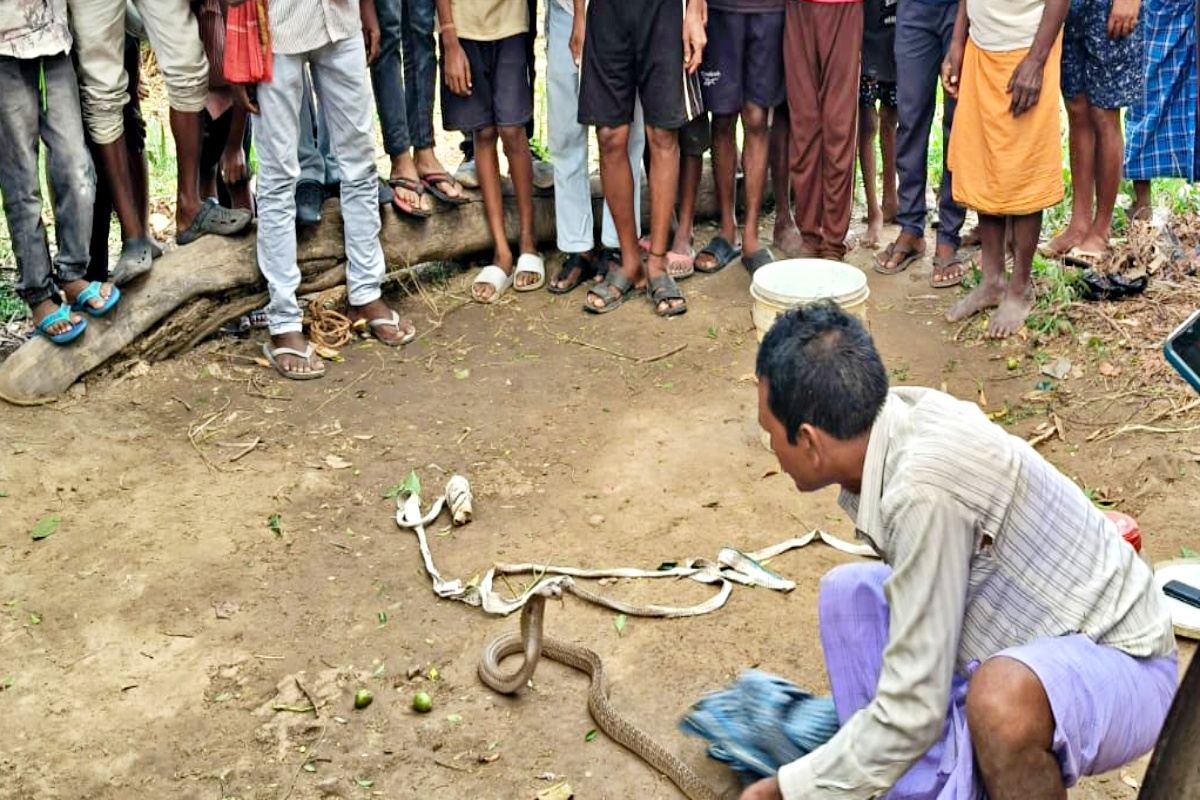 venomous snakes in Patna