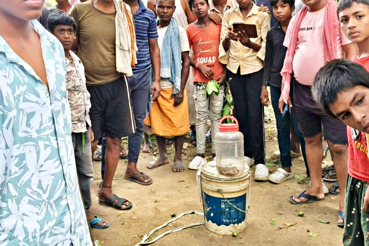 venomous snakes in Patna