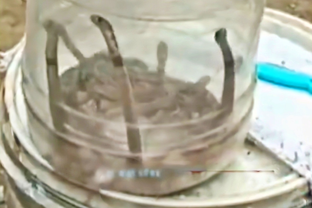 venomous snakes in Patna
