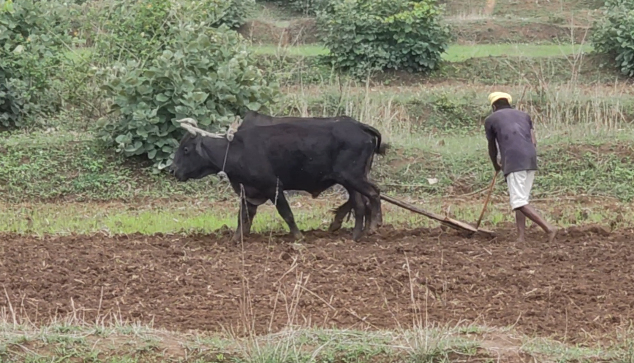 SHAHDOL FARMERS SOYBEAN FARMING