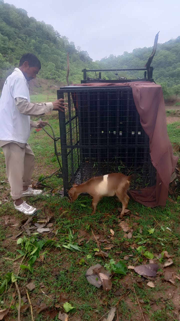 goat kept in  cage