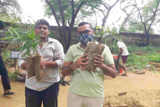 Tree Plantation Drive in Monsoon