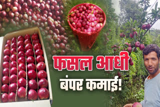 HIMACHAL APPLE PRODUCTION PRICE